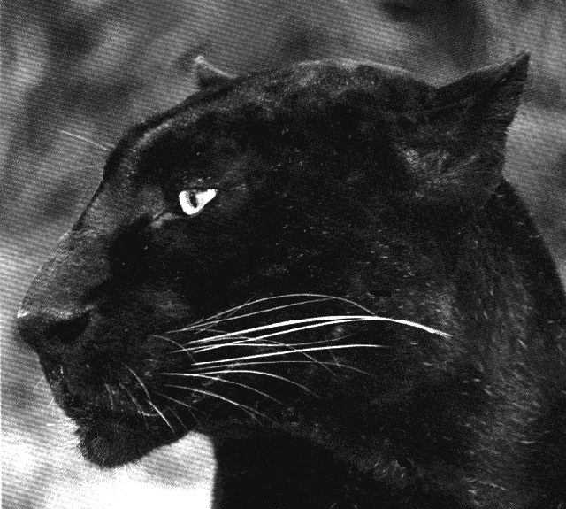 [Picture of Panther]